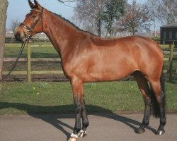 horse Fielana (Hanoverian, 2003, from Fielmann)