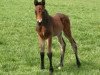 jumper Donna Frederica (Hanoverian, 2007, from Don Frederico)