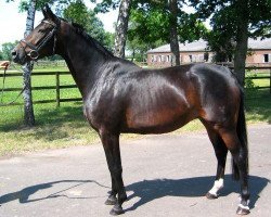 broodmare Sawana (Hanoverian, 2002, from Sandro Hit)