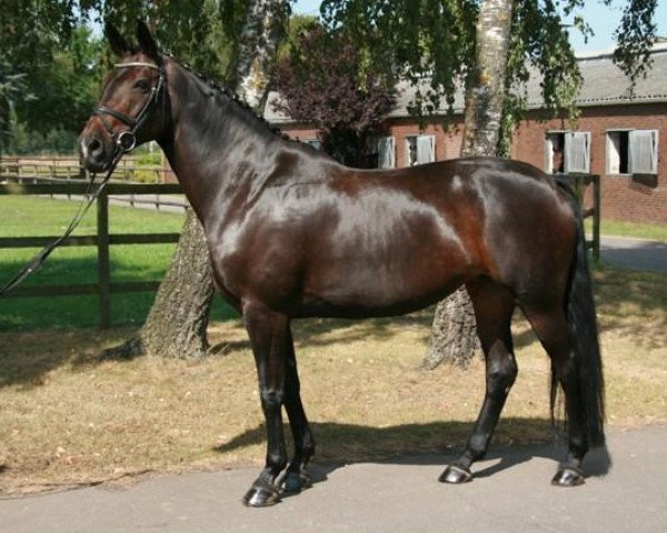 broodmare Rothana (Hanoverian, 1998, from Rohdiamant)