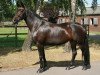 broodmare Rothana (Hanoverian, 1998, from Rohdiamant)