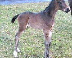 dressage horse Sunny Girl 38 (Hanoverian, 2006, from San Remo)