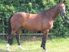 broodmare Brentina (Hanoverian, 1998, from Brentano II)