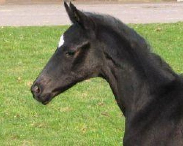 dressage horse His Honesty (Hanoverian, 2006, from His Highness)