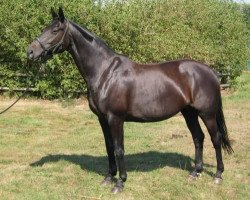 broodmare Santana II (Hanoverian, 1996, from Sherlock Holmes)