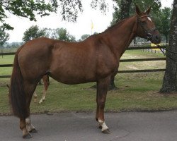 broodmare Witta (Hanoverian, 1994, from Wittinger)