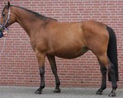 broodmare Ratina VIII (Holsteiner, 2001, from Calando I)