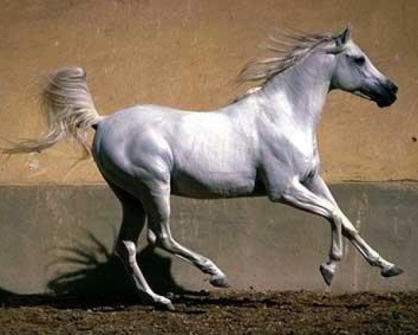 stallion Kayed 1966 EAO (Arabian thoroughbred, 1966, from Morafic 1956 EAO)
