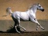stallion Kayed 1966 EAO (Arabian thoroughbred, 1966, from Morafic 1956 EAO)