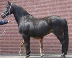 broodmare Deborah (Holsteiner, 1989, from Calypso I)