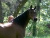 broodmare Belle Staar 1990 EAO (Arabian thoroughbred, 1990, from The Minstril 1984 EAO)