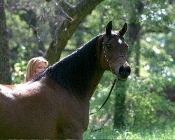 broodmare Belle Staar 1990 EAO (Arabian thoroughbred, 1990, from The Minstril 1984 EAO)