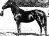 broodmare Gazia 1897 RAS (Arabian thoroughbred, 1897, from Ibn Nura 1876 RAS)