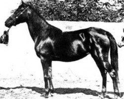 broodmare Gazia 1897 RAS (Arabian thoroughbred, 1897, from Ibn Nura 1876 RAS)