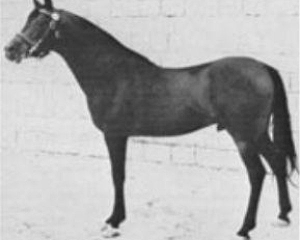 stallion Ibn Fayda 1927 RAS (Arabian thoroughbred, 1927, from Ibn Rabdan 1917 RAS)