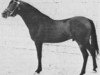 stallion Ibn Fayda 1927 RAS (Arabian thoroughbred, 1927, from Ibn Rabdan 1917 RAS)