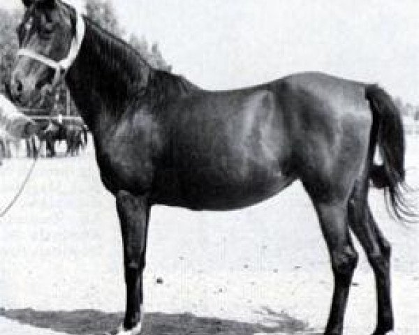broodmare Hafiza 1949 RAS ox (Arabian thoroughbred, 1949, from Hamdan 1936 RAS)