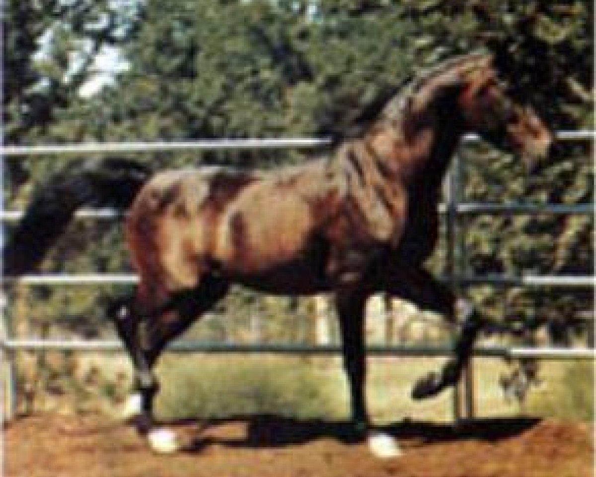 stallion Ibn Hafiza 1959 EAO (Arabian purebred, 1959, from Sameh 1945 RAS)