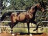 stallion Ibn Hafiza 1959 EAO (Arabian thoroughbred, 1959, from Sameh 1945 RAS)