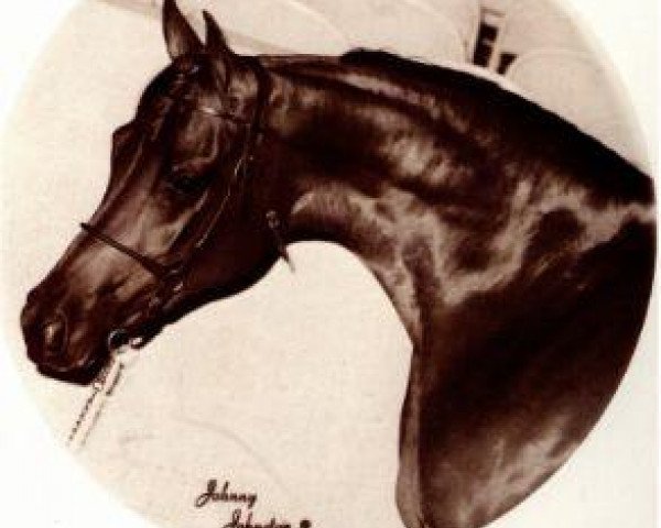 broodmare Nagliah 1972 ox (Arabian thoroughbred, 1972, from Ibn Hafiza 1959 EAO)