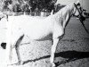 broodmare Ghorra 1942 RAS (Arabian thoroughbred, 1942, from Hamdan 1936 RAS)