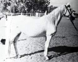 broodmare Ghorra 1942 RAS (Arabian thoroughbred, 1942, from Hamdan 1936 RAS)