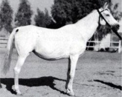 Zuchtstute Gharbawia 1951 RAS (Vollblutaraber, 1951, von Hamdan 1936 RAS)