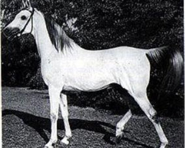 stallion Gassir 1941 RAS (Arabian thoroughbred, 1941, from Kheir 1924 RAS)