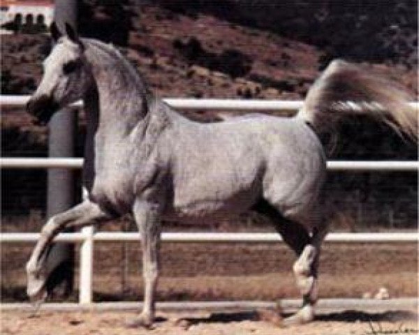 stallion Zaghloul 1963 EAO (Arabian thoroughbred, 1963, from Gassir 1941 RAS)