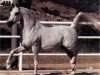 stallion Zaghloul 1963 EAO (Arabian thoroughbred, 1963, from Gassir 1941 RAS)