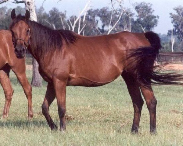 broodmare Asmarr 1979 ox (Arabian thoroughbred, 1979, from Zaghloul 1963 EAO)