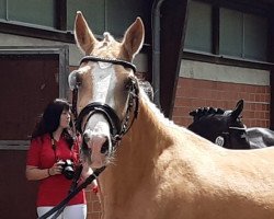 dressage horse Mary´s Golden Highlight (German Riding Pony, 2019, from Macchiato de Luxe)