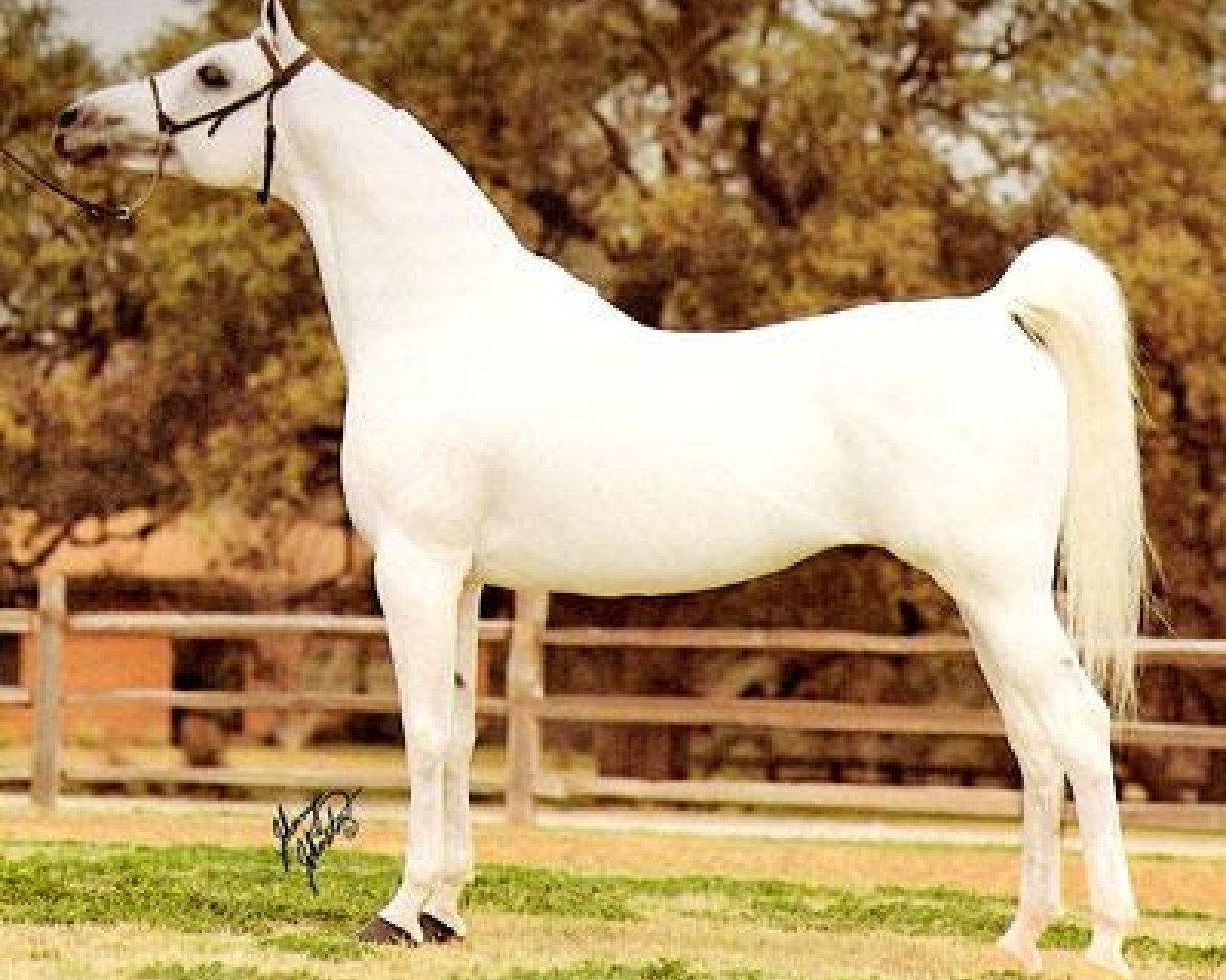 stallion The Egyptian Prince 1967 ox (Arabian purebred, 1967, from Morafic 1956 EAO)