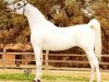stallion The Egyptian Prince 1967 ox (Arabian thoroughbred, 1967, from Morafic 1956 EAO)