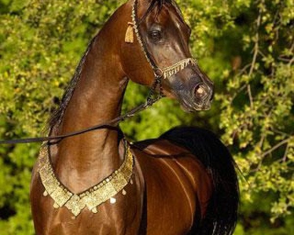 stallion Thee Desperado 1989 EAO (Arabian thoroughbred, 1989, from The Minstril 1984 EAO)