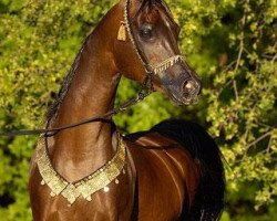 stallion Thee Desperado 1989 EAO (Arabian thoroughbred, 1989, from The Minstril 1984 EAO)