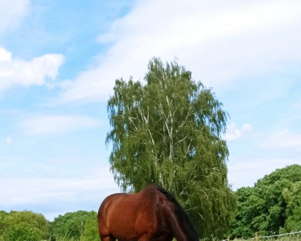 jumper Winston S (Zangersheide riding horse, 2005, from Winningmood van de Arenberg)