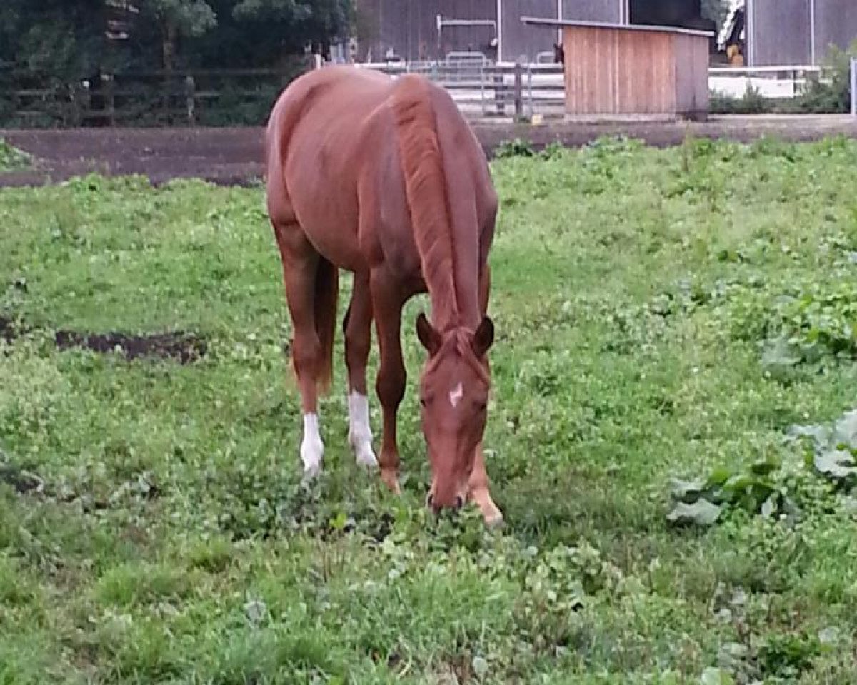 Dressurpferd April Sun (Bayer, 2010, von Belissimo NRW)