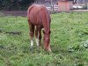 dressage horse April Sun (Bavarian, 2010, from Belissimo NRW)