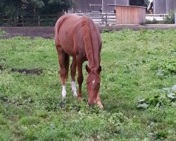 dressage horse April Sun (Bavarian, 2010, from Belissimo NRW)