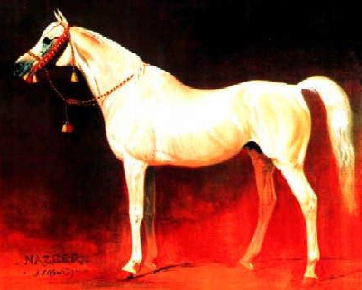 stallion Nazeer 1934 RAS (Arabian purebred, 1934, from Mansour 1921 RAS)