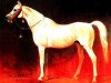 stallion Nazeer 1934 RAS (Arabian thoroughbred, 1934, from Mansour 1921 RAS)