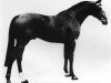stallion Wildfeuer (Holsteiner, 1970, from Waterman)