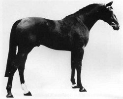 stallion Wildfeuer (Holsteiner, 1970, from Waterman)