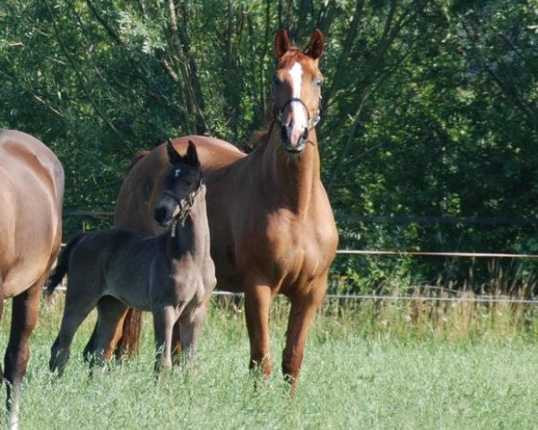 broodmare Solinda (KWPN (Royal Dutch Sporthorse), 1999, from Argentinus)