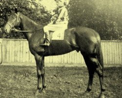 stallion Chamossaire xx (Thoroughbred, 1942, from Precipitation xx)