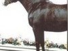 horse Bellavista (Oldenburg, 1989, from Lord Liberty)