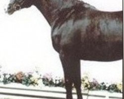 broodmare Bellavista (Oldenburg, 1989, from Lord Liberty)