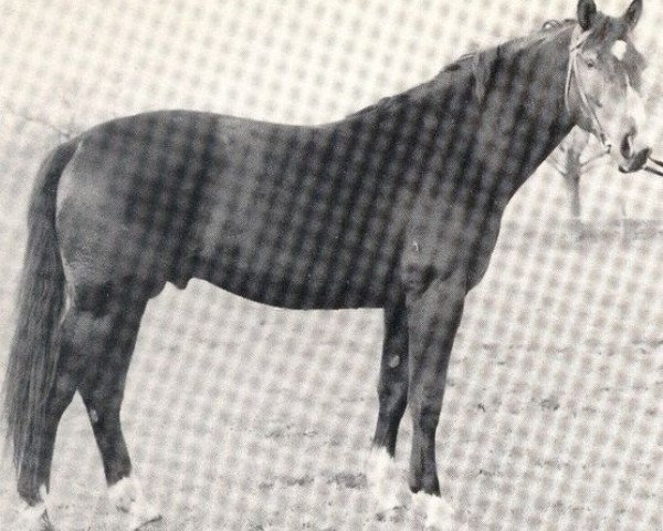 stallion Freimut (Hanoverian, 1966, from Frustra II)