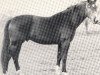 stallion Freimut (Hanoverian, 1966, from Frustra II)